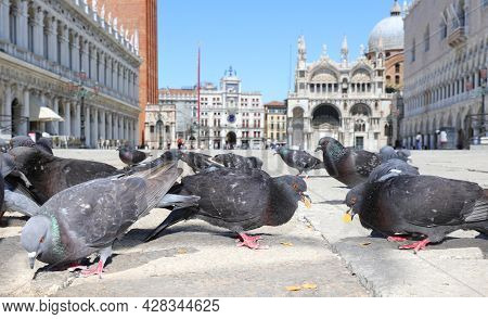 Many Hungry Pigeons Eat Bread Crumbs The Corn Flakes In The City Of Venice With Very Few People Whil