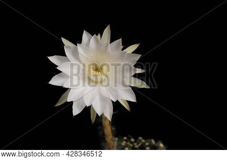 Echinopsis Subdenudata Cactus Flower (easter Lily Cactus) Can Take Up To Four Years To Produce Flowe