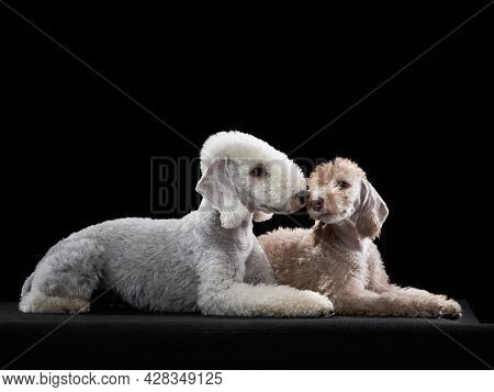 Two Dogs Together. Puppy And Adult Bedlington Terrier On A Dark Background. Pets In A Photo Studio