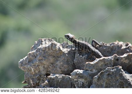 Stellagama On The Rocks. Lizards Of Israel