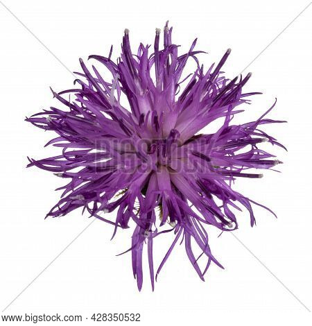 Top View Of Brownray Knapweed Aka Centaurea Jacea. Single Pink Flower On Green Stem. Isolated On A W