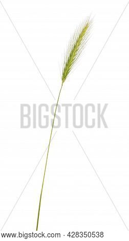 Side View Of Wall Barley Aka Hordeum Murinum Grass, Showing Long Needles That Are Known To Get Stuck
