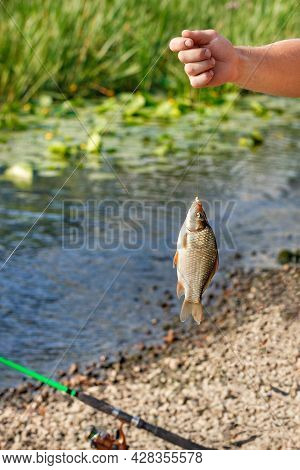 River Crucian Carp, Fish Caught With A Fishing Hook. The Fisherman's Hand Holds The Caught Fish On T