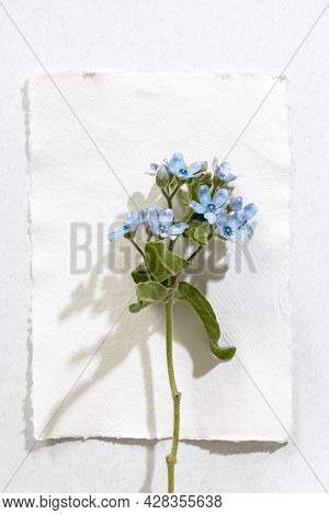 Flower Hackelia Velutina Isolated On The White Background. Frame. Mockup