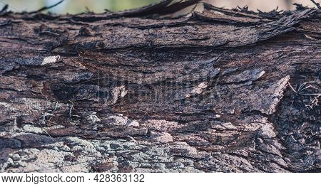 Banner Close-up Shot Hard Wood Outer Layer Of Pine Bark Tissue Surface Stem. Horizontal. Texture Lig