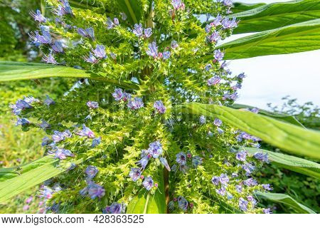 Purple Echium Pininana Tree Against Blue Sky.