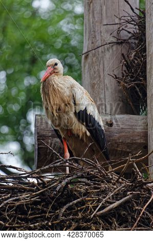 Storks And Their Nest In Strasbourg. Storks Are Symbol Of Alsace Region.