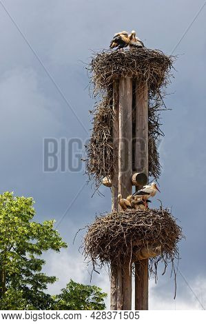 Storks And Their Nest In Strasbourg. Storks Are Symbol Of Alsace Region.