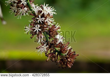 Flowers Of Dracaena Fragrans Or Cornstalk Dracaena  Commonly Known As Corn Plant