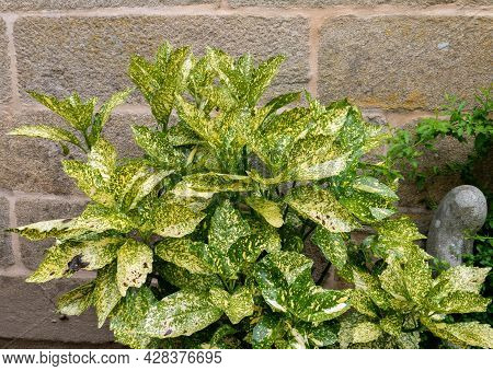 Spotted Laurel Or Aucuba Japonica Bush Plant With Yellow Green Variegated Leaves Near The Old Stone 