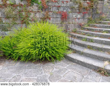 Juniper-leaf Grevillea Or Prickly Spider-flower Plants. Bright Green Fluffy Decorative Shrubs Near S