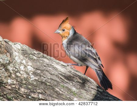 Red-Crested Cardinal