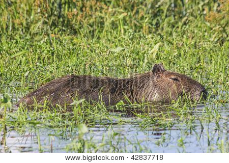 Capibara bataklık içinde