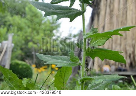 Henbane Black ( Lat. Hyoscýamus Níger) Poisonous Plant.