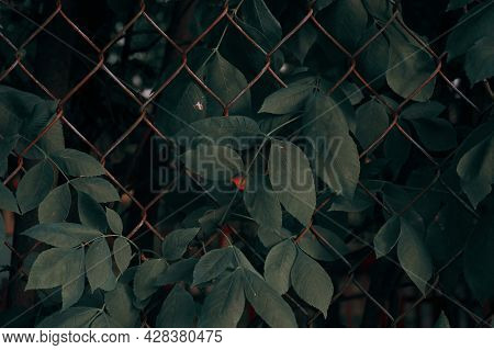 Mesh Rabitsa, Leaves Pass Through The Cells Of The Grid. Fence, Fence Made Of Metal Mesh Rabitsa.