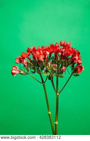 Twigs Of Ozothamnus Flowers On Green Background