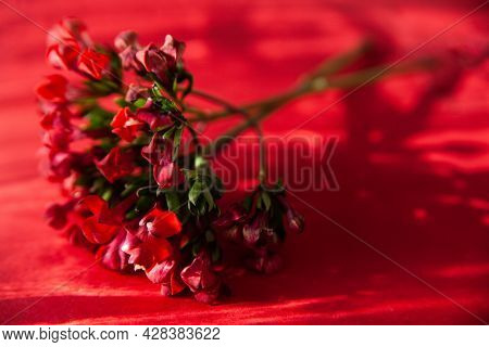 Twigs Of Ozothamnus Flowers On Red Background