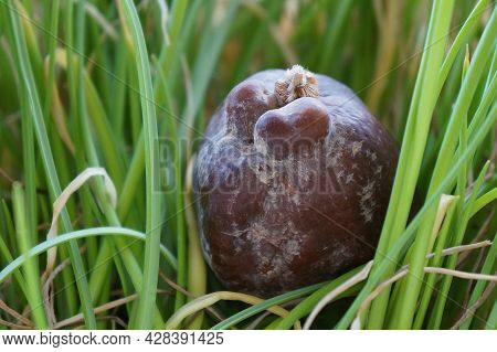 Hyphaene Thebaica (doum) Palm Tree Ripe Fruit