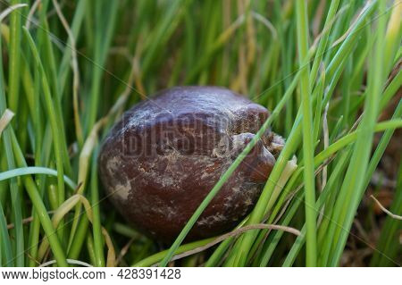 Hyphaene Thebaica (doum) Palm Tree Ripe Fruit