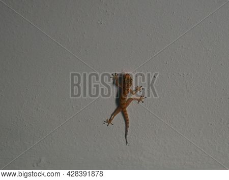 Small Gecko Lizard Sits On The Wall