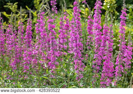 Purple Loosestrife (lythrum Salicaria) Flowers