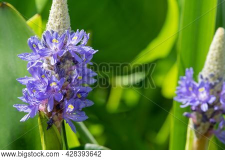 Pickerel Weed (pontederia Cordata) Flower