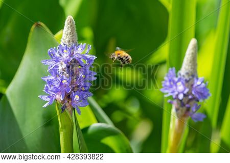 Pickerel Weed (pontederia Cordata) Flower