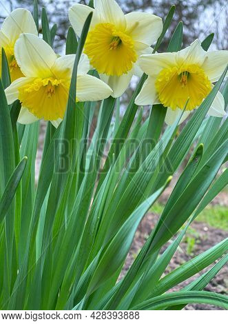 Narcissus Blooming In Spring. Delicate Narcis Flowers In A Spring Garden