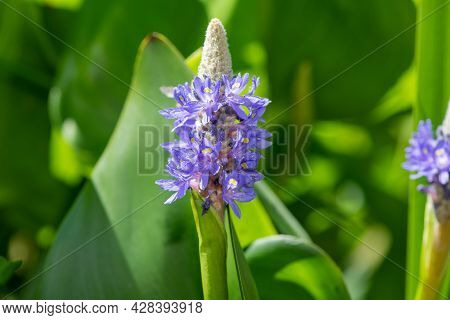 Pickerel Weed (pontederia Cordata) Flower