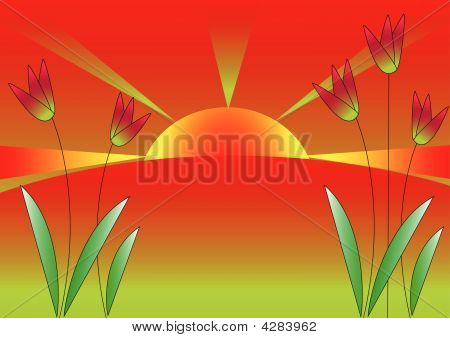Sunsrise 튤립