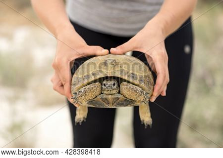 Human Hands Holding Big Tortoise. Wildlife Reptile Outdoors. Horizontal Format. Soft Focus. Close-up