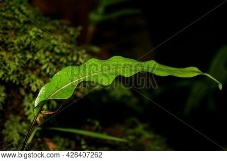 Crinkled Fresh Macro Leaf In The Rain Forest