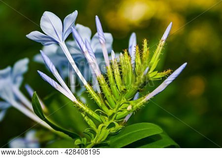 Blue Flowered Plant Coming To Life In Spring