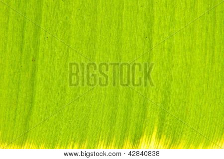 Feuille de bananier