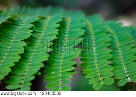 Repetitive Rows Of Crisp Green Leaves Forming Patterns In Nature