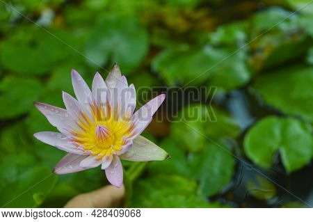 Beautiful Pink Yellow Blooming Lotus Flower Photo