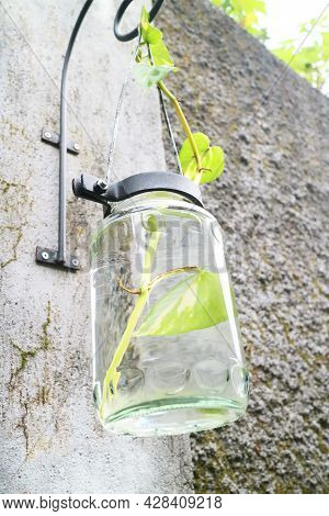 Green Plant In A Glass Cup Photo