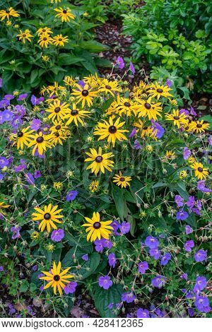 Black-eyed Susan And Wood Crane's-bill Flowers In Summer
