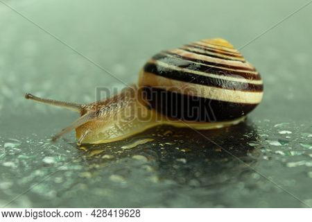 Crawling Snail Close-up. A Studio Photograph Of A Snail On A Dark And Reflective Surface. Background