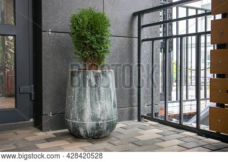 Green Small Spherical Chinese Thuja In A Concrete Pot Near The House At The Entrance. Traditional Ho