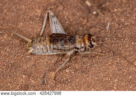 Small Field Cricket Of The Genus Gryllodes