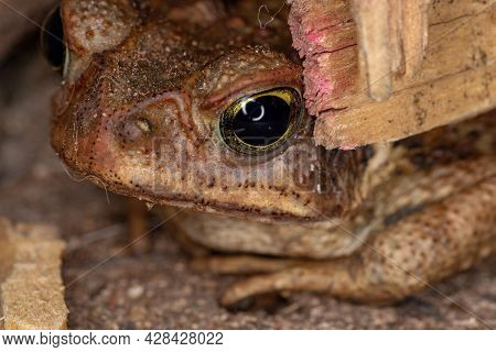 Small Cururu Toad Of The Species Rhinella Diptycha