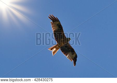A Red Kite Flying Through Clear Blue Sky Against The Sun, Milvus Milvus