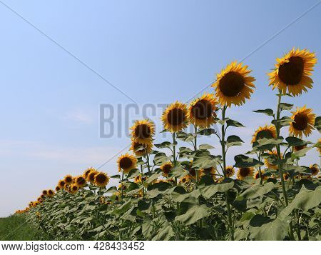 A Field Of Ripe Sunflowers In A Straight Line Extending To The Horizon, The Edge Of An Agricultural 
