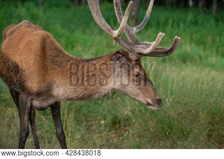 Majestic Red Deer Stag In Forest. Animal In Nature Habitat. Big Mammal. Wildlife Scene