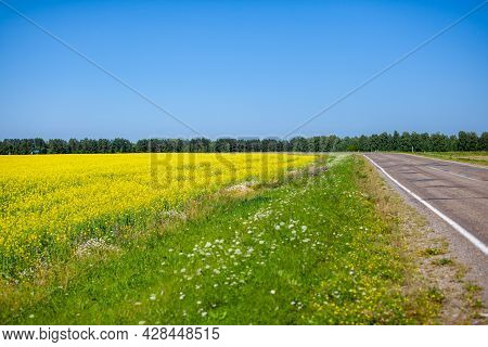 Yellow Rapeseed Flowers In A Field Against A Blue Sky. Yellow Rapeseed Flowers, Rape, Colza, Rapasee
