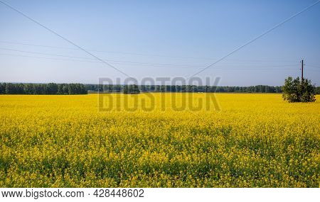 Yellow Rapeseed Flowers In A Field Against A Blue Sky. Yellow Rapeseed Flowers, Rape, Colza, Rapasee