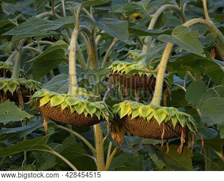 A Sunflower Field Has Most Of Its Flowers Gone Past But The Seed Heads That Remain Are A Wonderous S