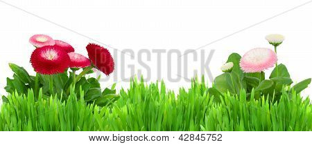 green grass with daisy flowers  border