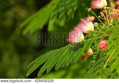 Sprig With Flowers Albizia Lankaran Side Frame With Place For Text